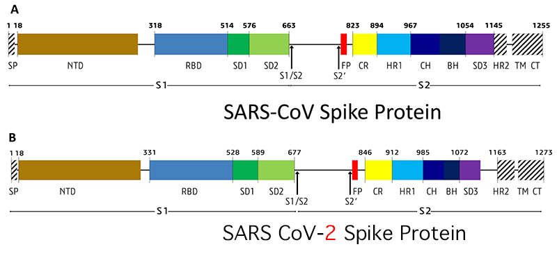 6.1 Spike protein features A sequence alignment and analysis of