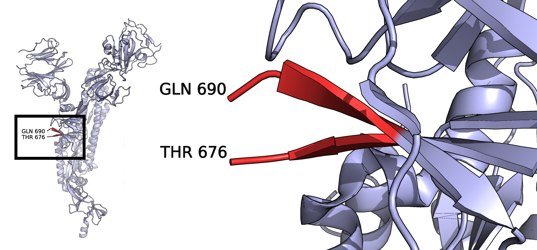 PDB ID 6VYB, one chain of the trimeric spike protein showing the missing amino acids around the novel furin cleavage site.