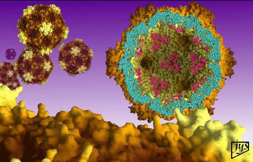 1996 archives of virology Virusworld Images
