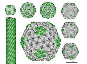 virus family portrait