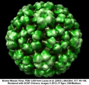 Bromoviridae
