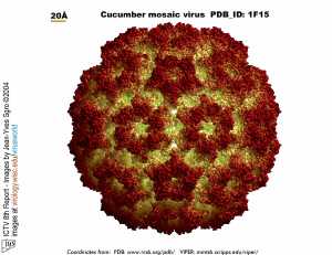 Cucumovirus