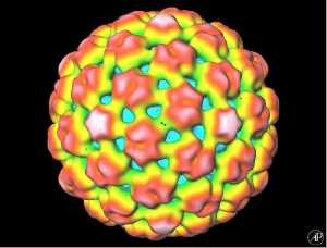 Caulimoviridae