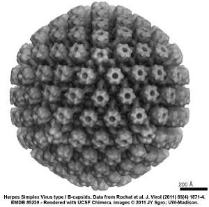 Herpesviridae