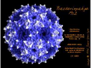 Levivirus