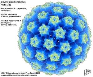 Deltapapillomavirus