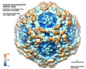 Primate erythroparvovirus 1