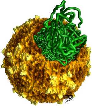 Cardiovirus