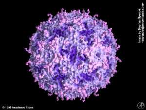 Cardiovirus b