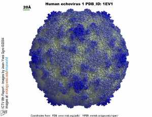 Enterovirus