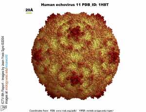 Echovirus 11