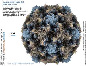 Enterovirus d