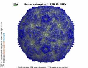 Enterovirus e