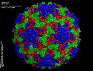 Rhinovirus
