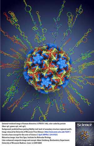 Rhinovirus a3