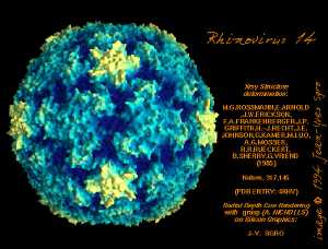 Rhinovirus b14