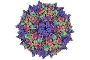 Rhinovirus c15