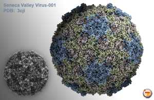Senecavirus