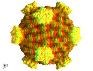 Spinareovirinae