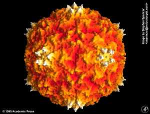 Sobemovirus