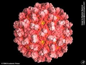 Tombusvirus