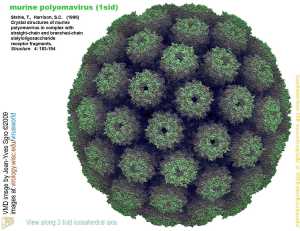 Alphapolyomavirus