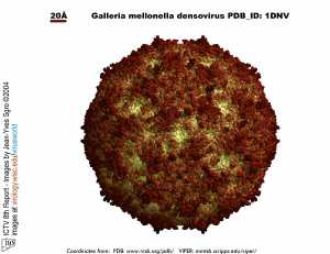Ambidensovirus