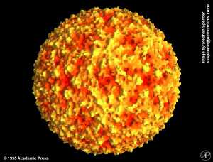 Aphthovirus
