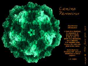 Carnivore protoparvovirus
