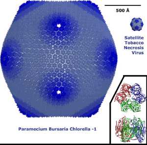 Paramecium bursaria Chlorella virus 1