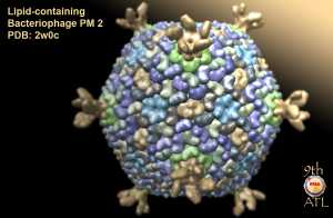 Corticovirus