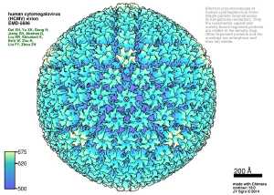 Cytomegalovirus