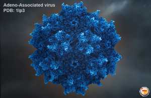 Dependoparvovirus