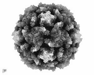 Enterovirus c