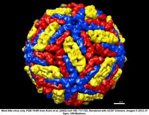 Flavivirus