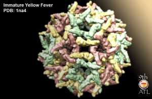 Yellow fever