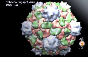 Tobacco ringspot