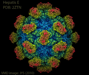 Orthohepevirus