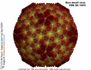 Phytoreovirus