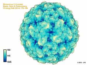 Rhinovirus c15model