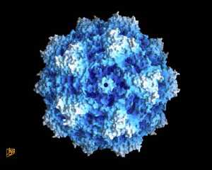 Rodent protoparvovirus