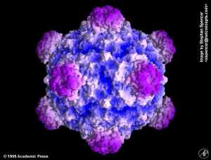 Sinsheimervirus