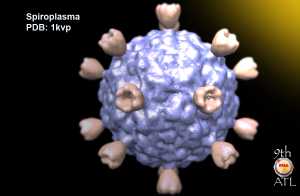 Spiromicrovirus