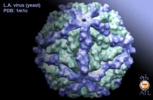 Saccharomyces cerevisiae l a