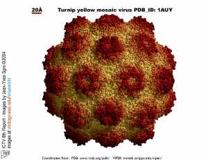Tymovirus