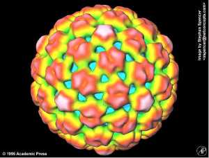 Cauliflower mosaic virus