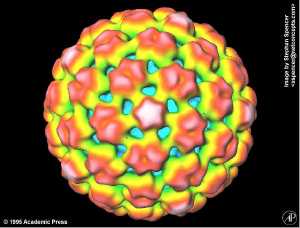 Cauliflower mosaic virus