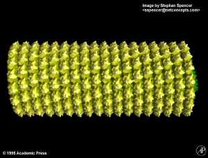 Tobacco mosaic virus