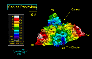 Canine parvovirus