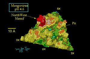 Mengo virus